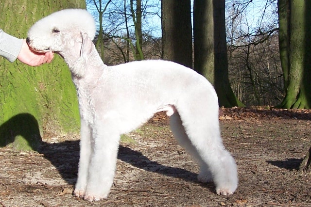 Airis Blue Volshebny Svet 09.02 (4).JPG